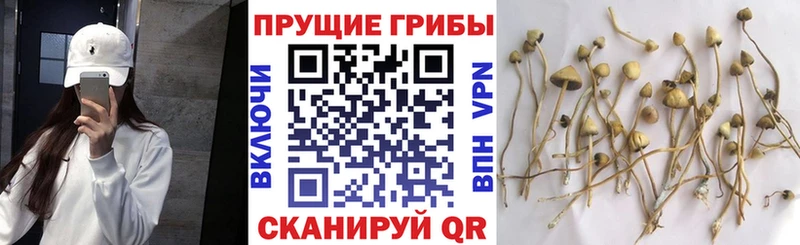 Псилоцибиновые грибы Cubensis  Купить где  Заполярный 